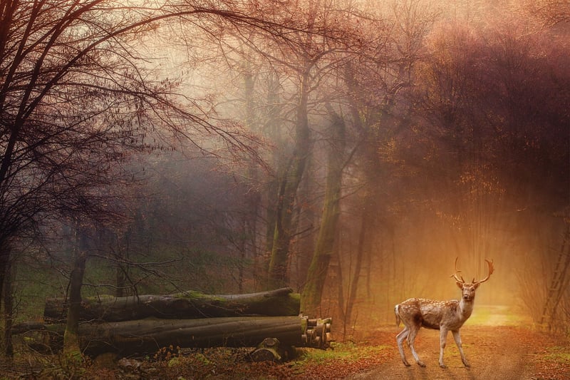 Magical Forest