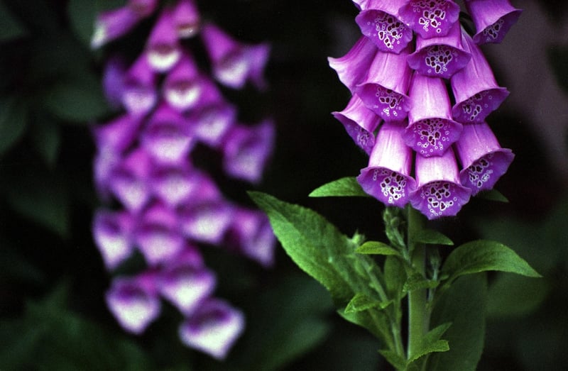Foxglove Flower
