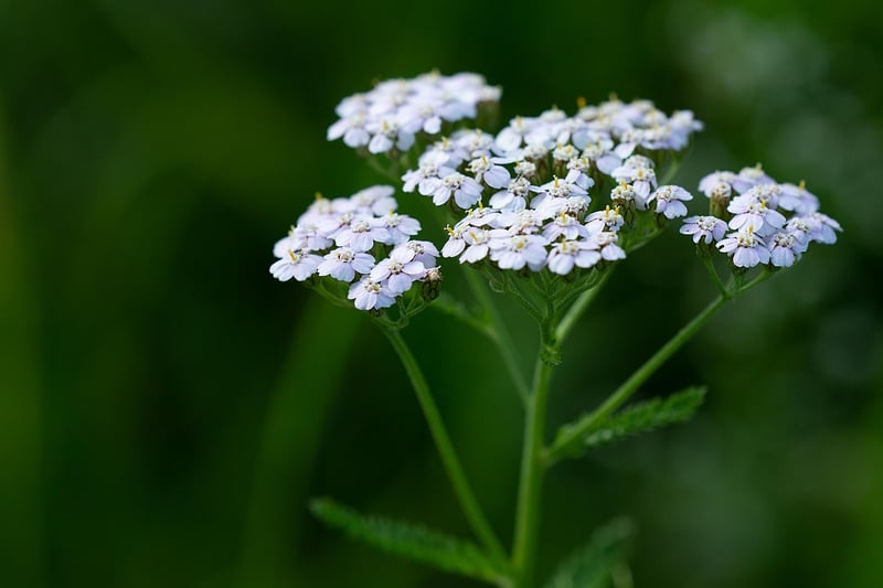 Yarrow Flower
